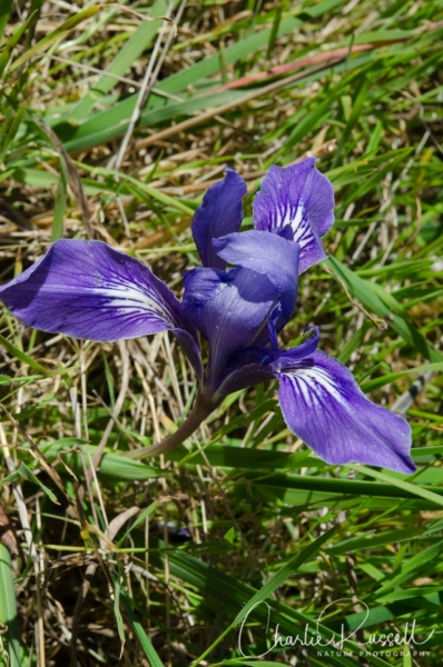Ground iris
