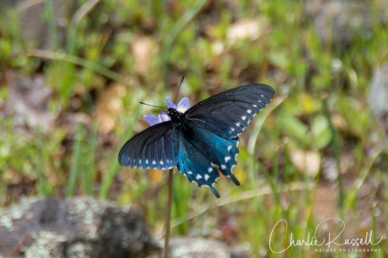 California pipevine swallowtail
