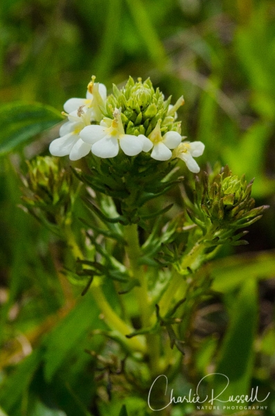 Triphysaria floribunda
