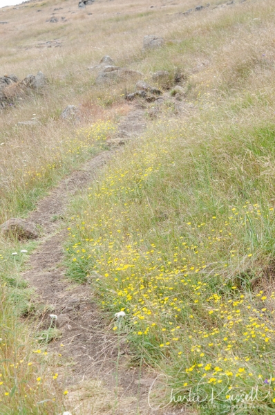 Grassy hillside with trails on Ring Mountain