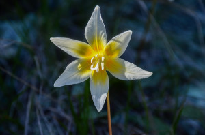 Sierra Fawn Lily