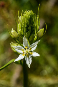 Fremont's Star Lily (Toxicoscordion fremontii)