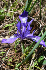 Iris, probably Douglas's Iris (Iris douglasiana)