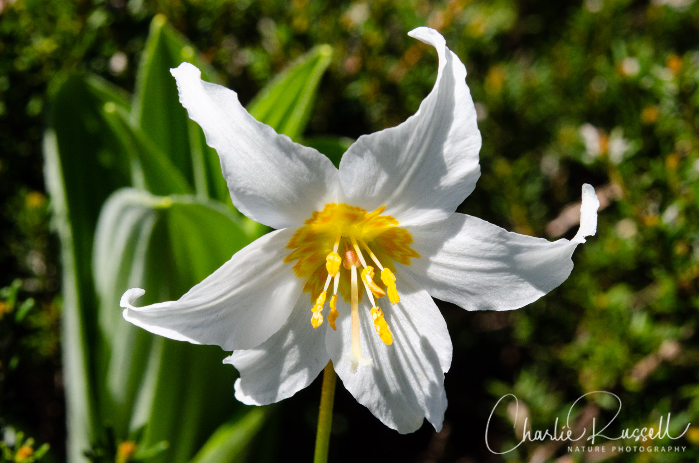 Avalanche Lily, Erythronium montanum