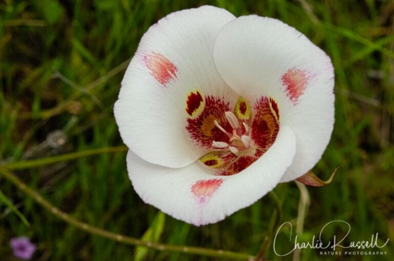 Butterfly mariposa lily