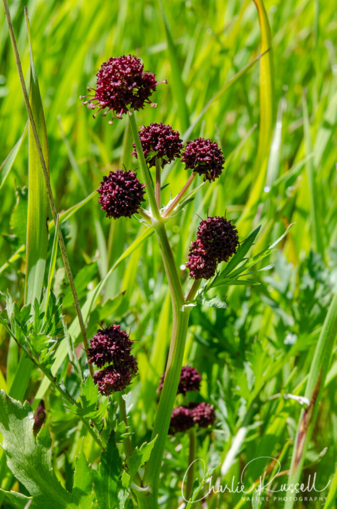 Los Vaqueros Wildflowers - Purple sanicle, Sanicula bipinnatifida