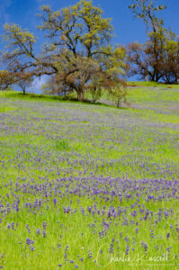 A hillside of Sky Lupine along Road 53 on the way to Pierce Canyon Fall