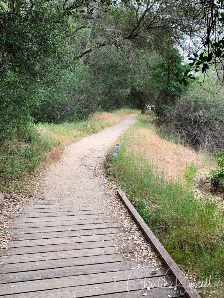 Dave Moore Nature Trail, early section that is accessible, through woodland