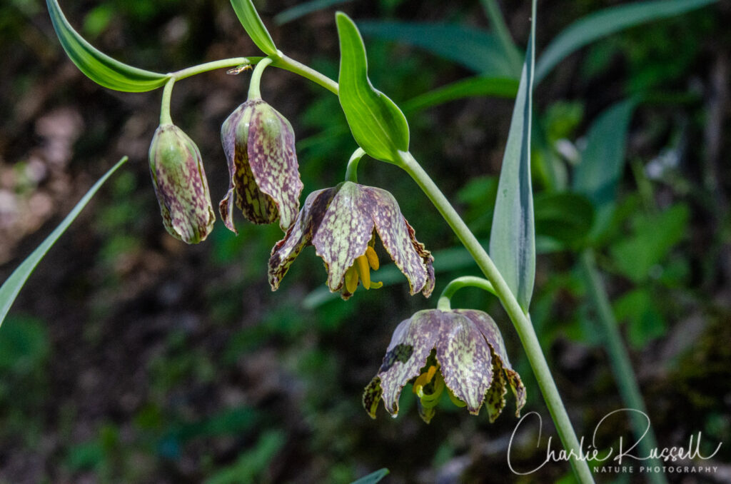Checker lily, Fritillaria affinis