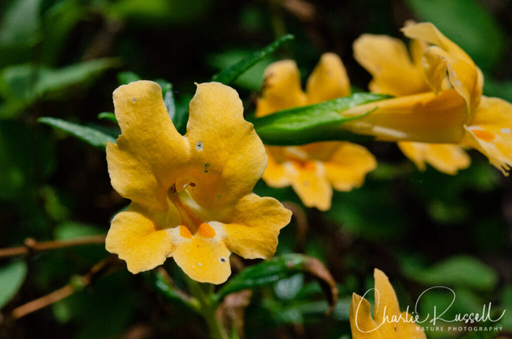 Orange bush monkeyflower, Diplacus aurantiacus