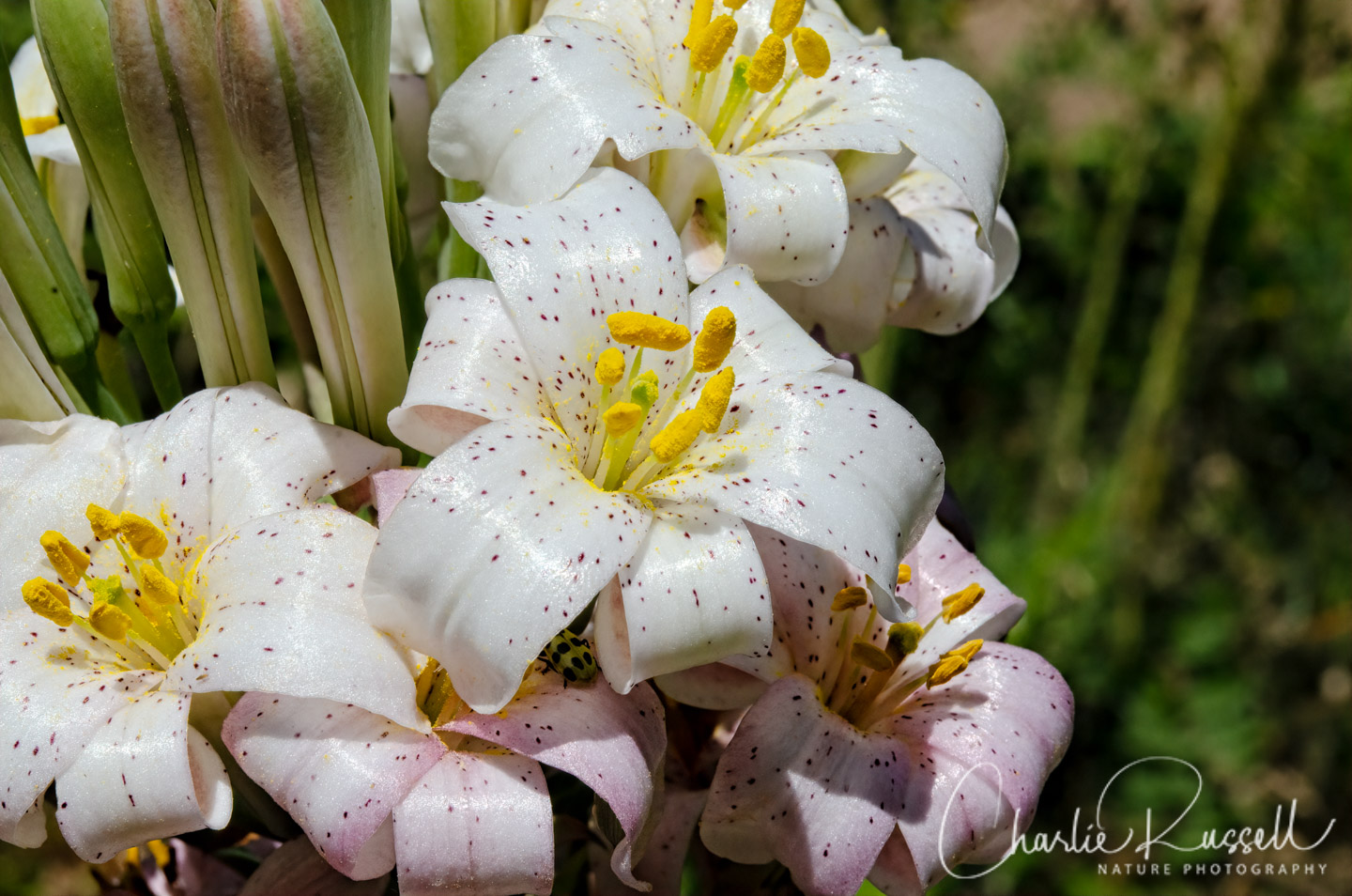 Redwood lily, Lilium rubescens