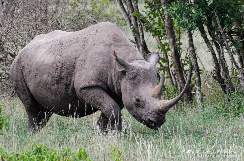 Ol Pejeta Conservancy Wildlife - Wildflower Hikes