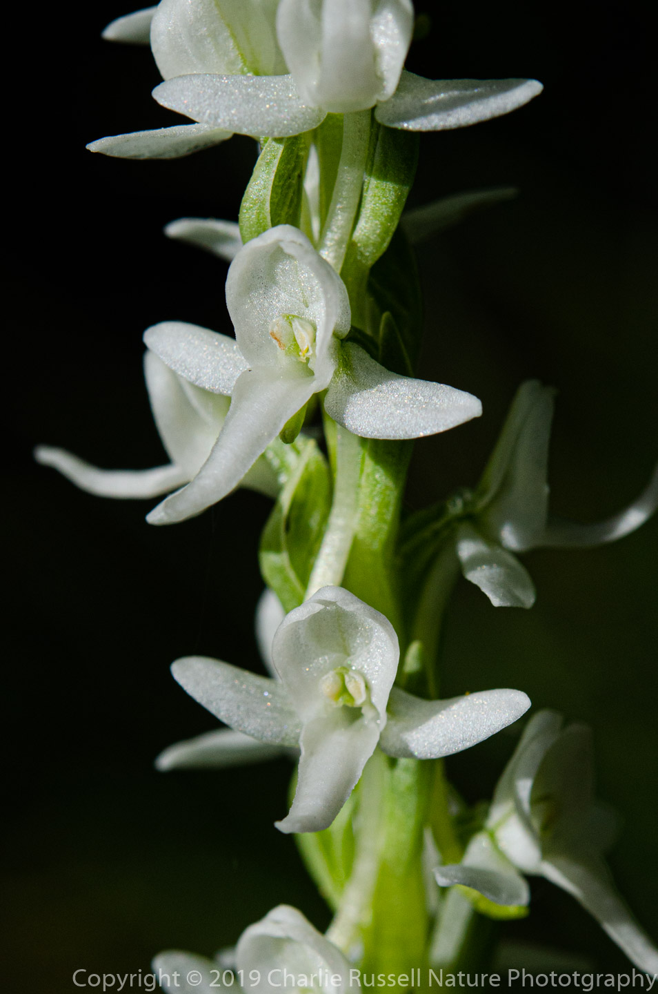 Sierra Bog Orchid, Platanthera dilatata var. leucostachys