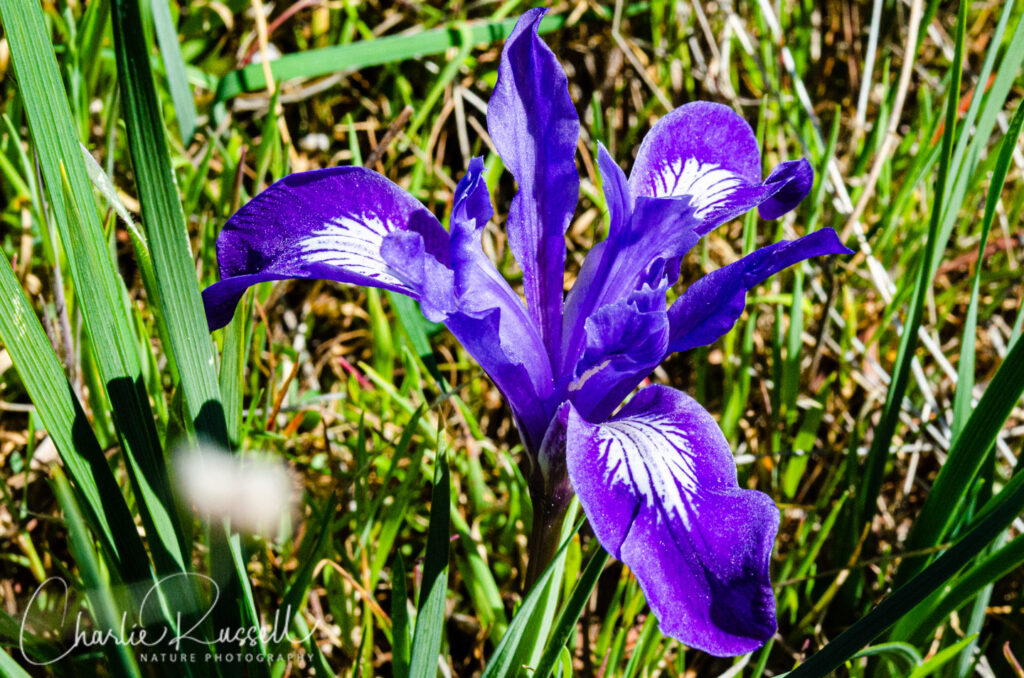 Bowltube iris, Iris macrosiphon