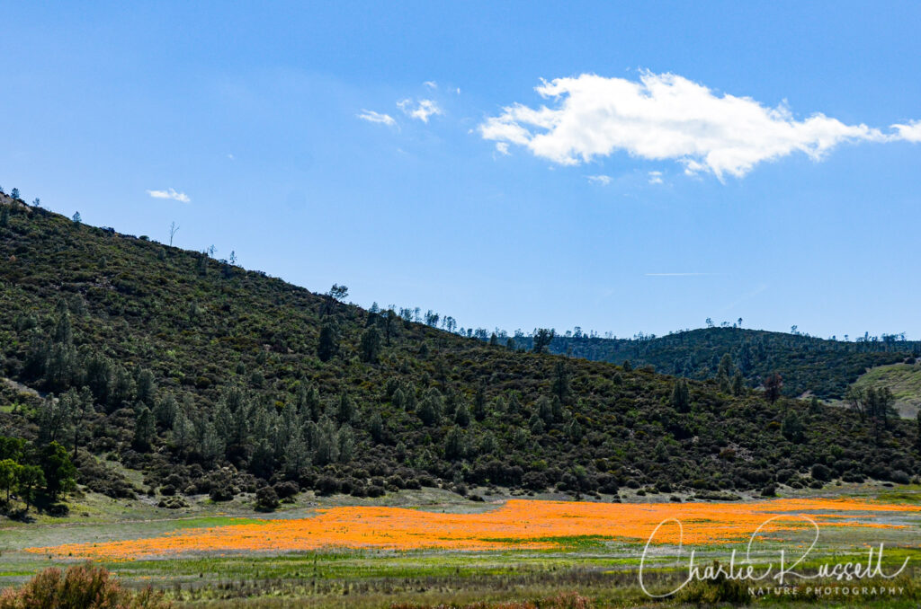 Poppies at the junction of hwy 16 and 20, across from the road into Bear Valley