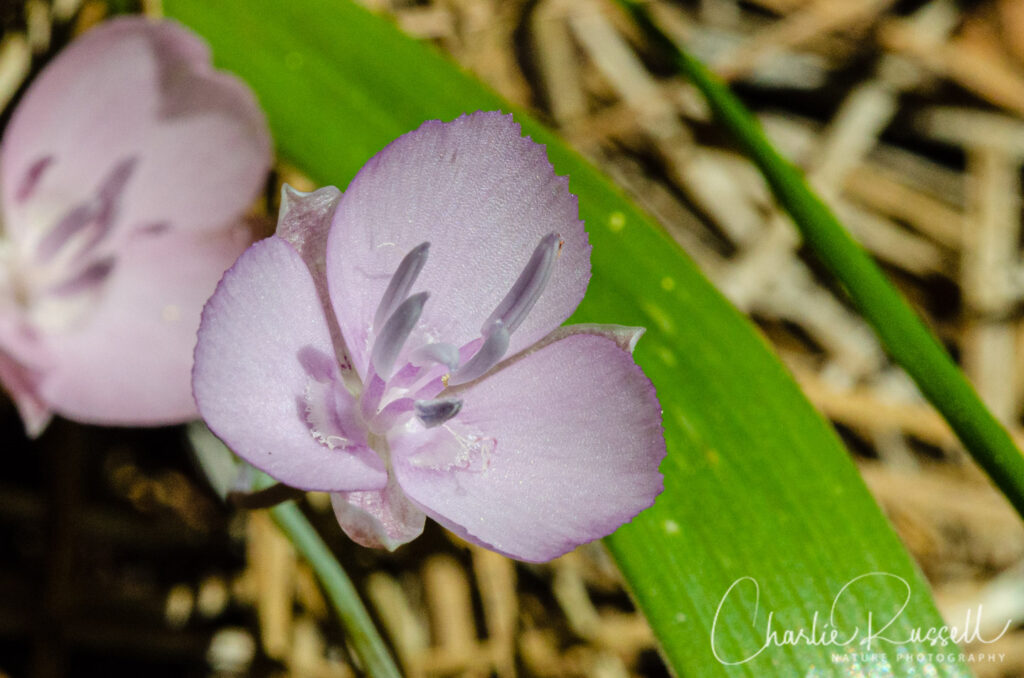 Mariposa lily (star tulip) hybrid, Calochortus nudus x Calochortus minimus