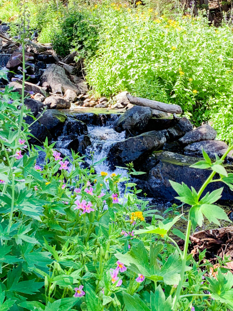 Monkeyflower and the stream