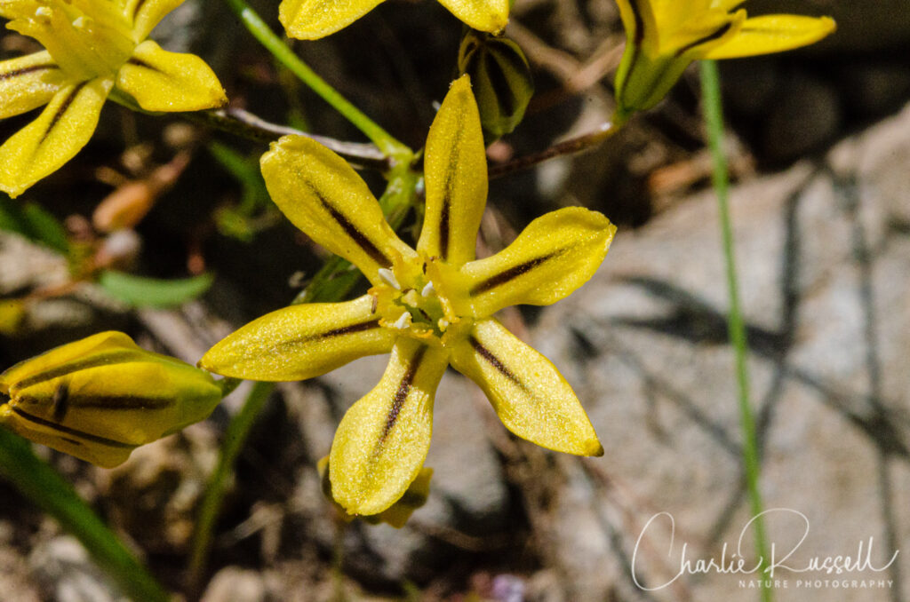 Foothill triteleia, Triteleia ixioides ssp. scabra