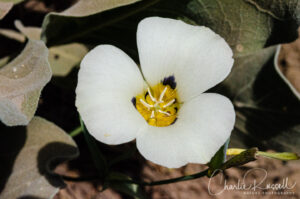 Leichtlin's mariposa lily, Calochortus leichtlinii